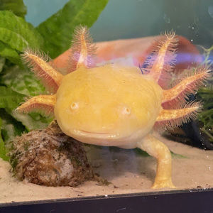 Meet your Posher, Jailee